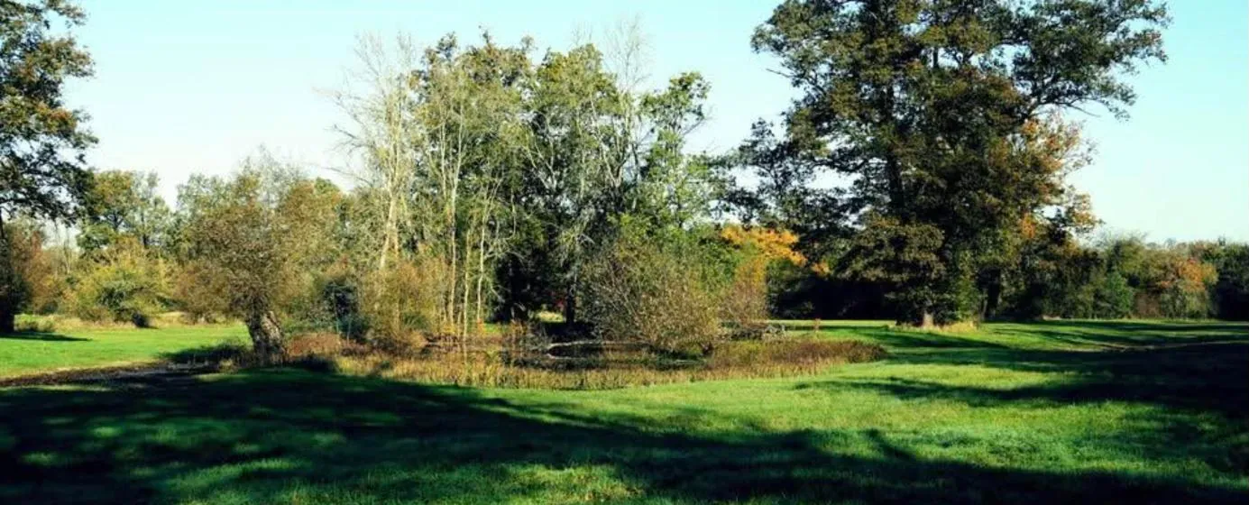 Sonnige Wiese mit alten Bäumen im Gartenreich Dessau-Wörlitz nahe dem Forsthaus Leiner Berg